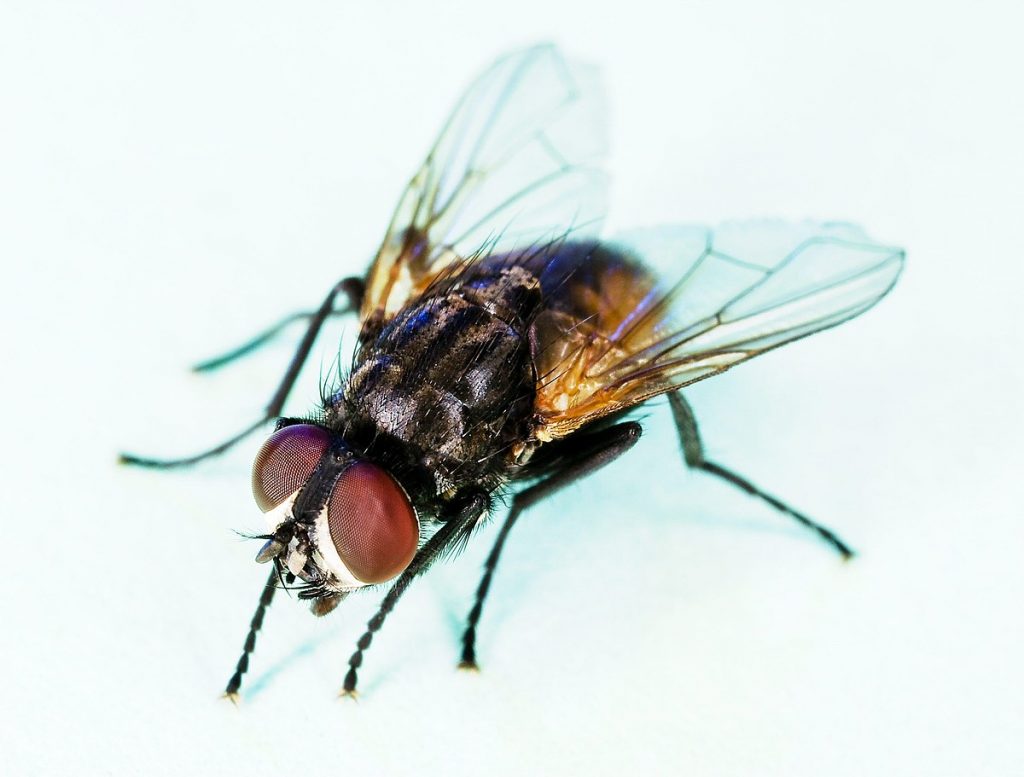 Know About The House Fly And A Few Other Filth Flies
