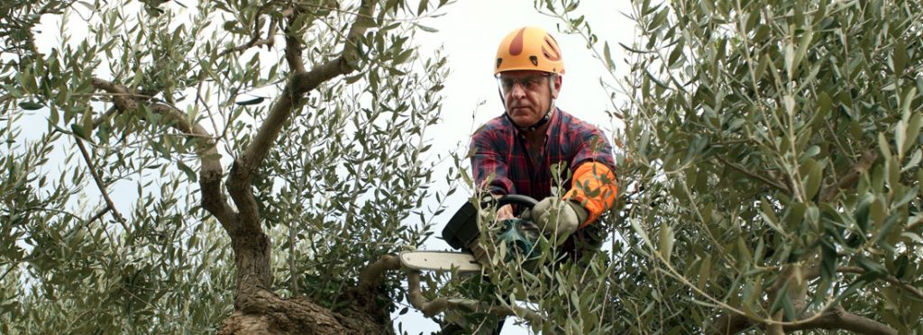 HOW TO CHOOSE THE RIGHT ARBORIST?
