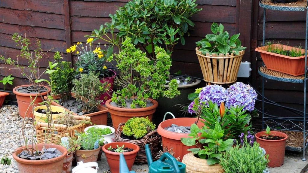 Tips for Choosing the Right Planter for your Home