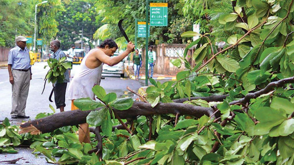 Facts to Know about Tree Cutting