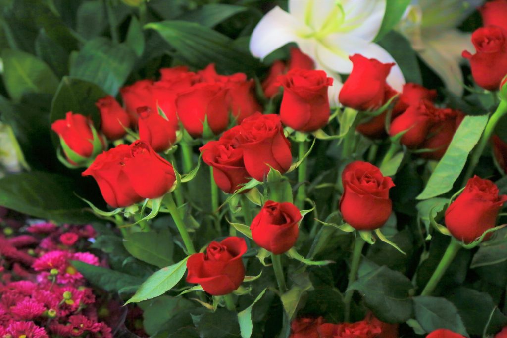 The Redflower of the new era