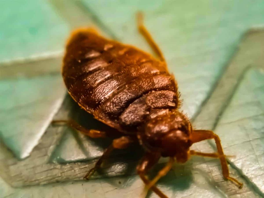 How to Get Rid of a Full-Blown Infestation