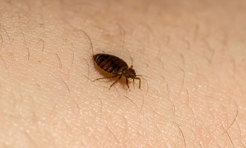 Bed Bug Control Made Easy For Los Angeles Homeowners: Harnessing the Power of Heat Treatment