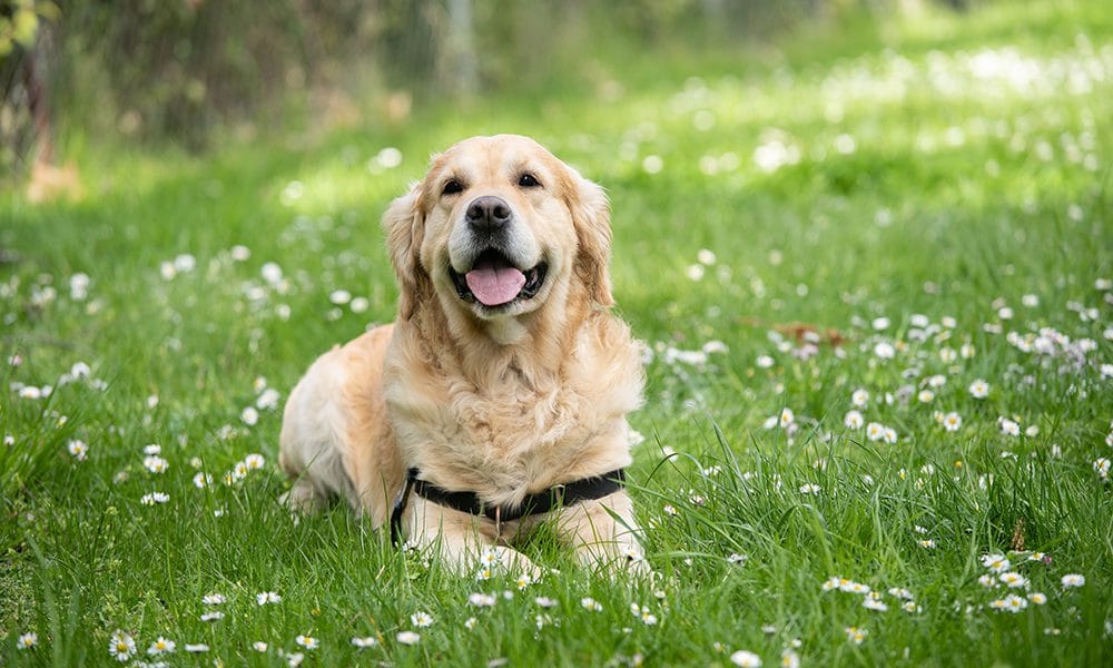 Get Rid of Fleas in Your Home in Portland With These Easy Steps! fleas