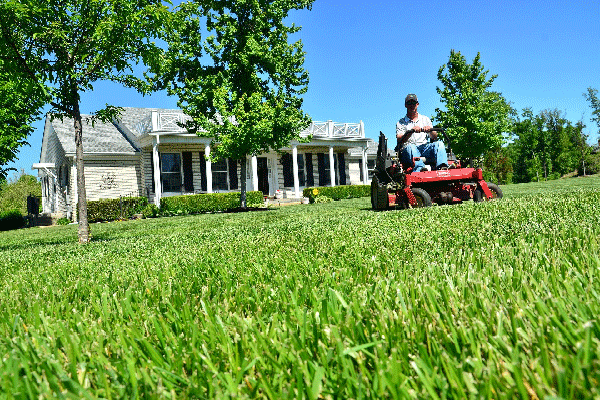 Essential Guide to Lawn Care