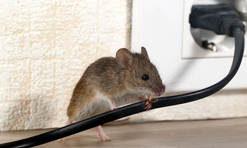 Why Are My Car Wires Constantly Cut? – Is it The Kids or Rodents? Rodents