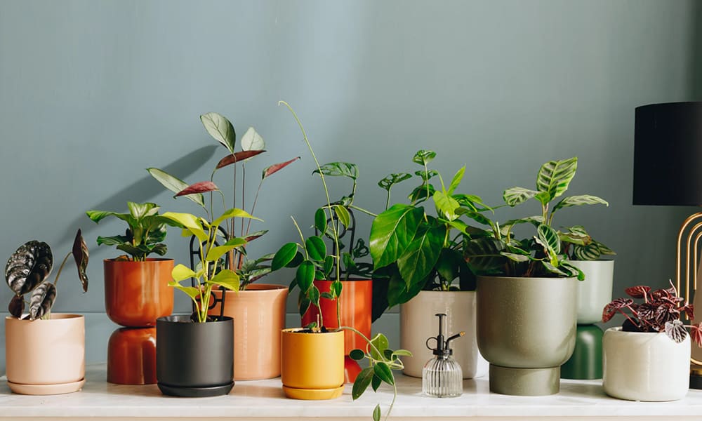 Choosing The Right Planter Pots For Vibrant Balcony And Patio Gardens