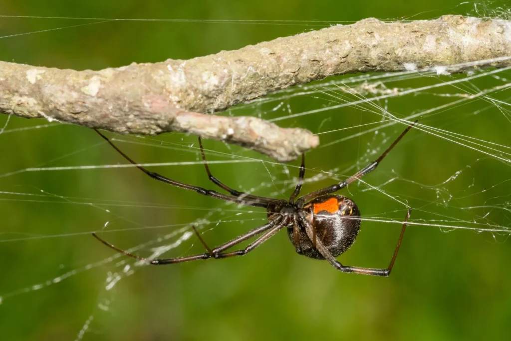 Black Widow Spider Control: What You Need to Know in Hannibal